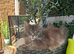 Mainecoon silver /greys