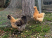 Silkie hens for sale