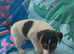 Jack Russell boy puppy