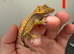 Harlequin Crested gecko baby