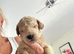 Beautiful Cockapoo puppies 5 boys 3 girls