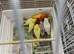 Love Bird for sale