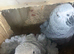 Pair of African greys