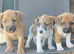 Jack russel 8 weeks old 3 boys left