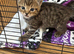 4 kittens for sale
