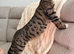 2 Kittens for sale