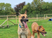 First & Only Litter &ndash; Belgian Malinois x Black Mouth Cur Puppies