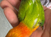 Opaline green split red eye