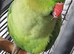Beautiful ringneck talking parrot