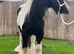 Black and white riding gelding 9 year old