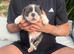 Beautiful Old English Bulldogge f2 puppies