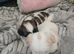Beautiful shih tzu girls