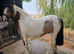 Cob dun and white mare