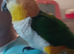 Silly tame caique