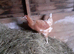 Lovely bluebelle hens available as well as other breeds