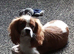 King Charles for sale