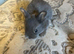 Mini Rex rabbits please read full add