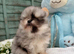 Pomeranian puppy&rsquo;s 2 boys