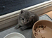 2 boy kittens