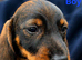 Standard wirehaired dachshund