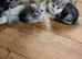 Blue mix Persian kittens