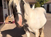 Cute little cob filly