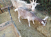 Goat kids for sale
