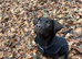 Chocolate Labrador retriever for stud