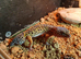 Female leopard gecko