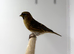 Stunning breeding pair of chocolate mutation redpolls