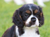 PLAYFUL CAVALIER X PUG PUPPIES FOR SALE