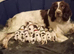 Working L&W springers