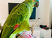 Baby tamed blue front Amazon talking parrot