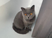 Beautiful Blue British Shorthair