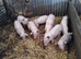 Weaners for sale