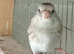 Silver blue goldfinch mule