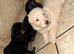 German Shepard puppies