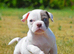 Olde English bulldog puppies !!