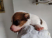 Gorgeous Pedigree Jack Russell Puppies