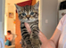 Maine Coon Kittens