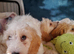 Fabulous Sproodle Pups