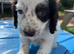 Cockapoo puppies, boys and girls