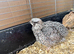Beautiful Quail Boys - Various Colours