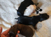 Chihuahua puppies