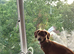 8 month Daschund cross for sale
