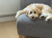 Gold and Cream Tibetan Terrier boy
