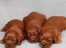Loving Irish Setter puppies available to reserve