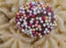 Made to order Homemade Dog birthday/  cupcakes treats all ingredients safe for dogs