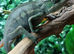 Red Ambilobe Panther Chameleons at Birmingham Reptiles