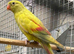 Breeding pair of rock pebblers